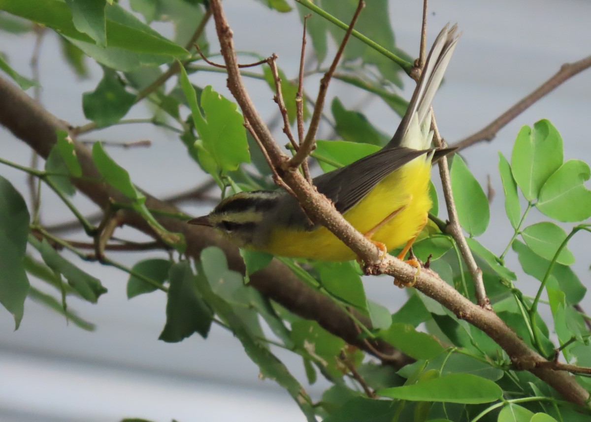 Golden-crowned Warbler - ML642781063