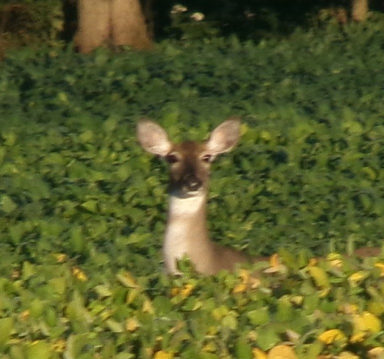 White-tailed Deer - ML642781064