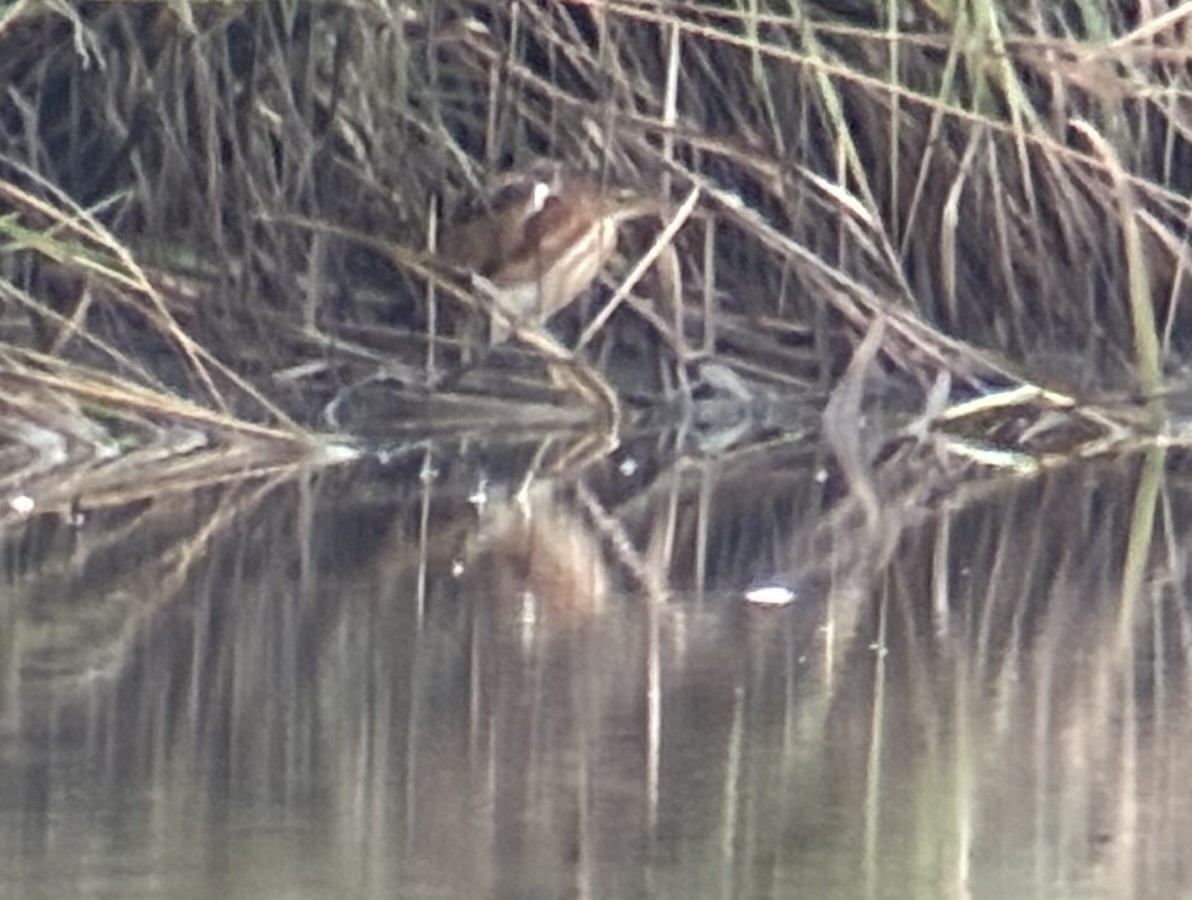 Least Bittern - ML642781070