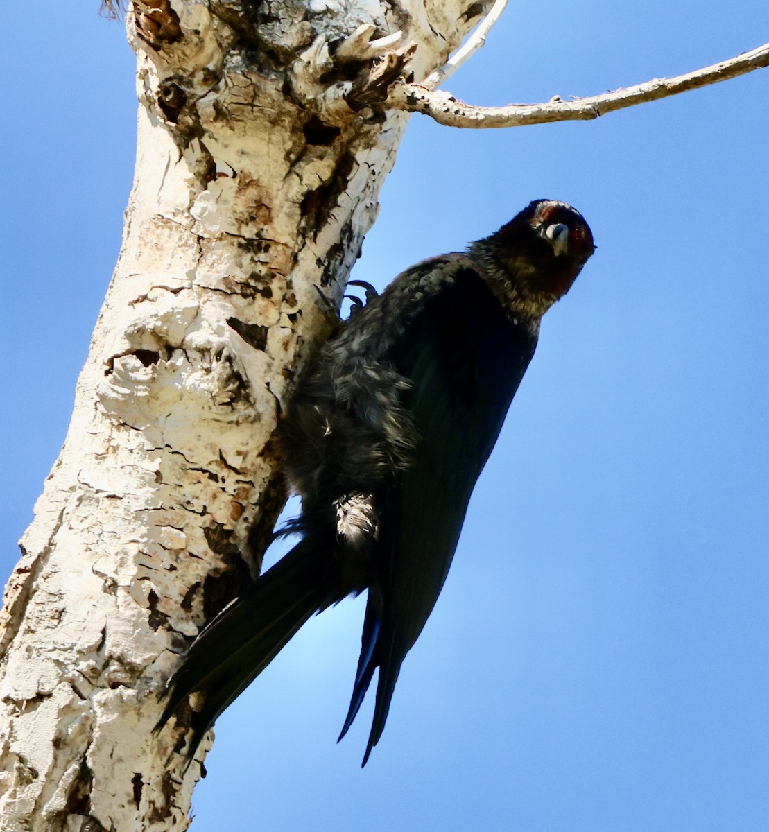 Lewis's Woodpecker - ML642781089