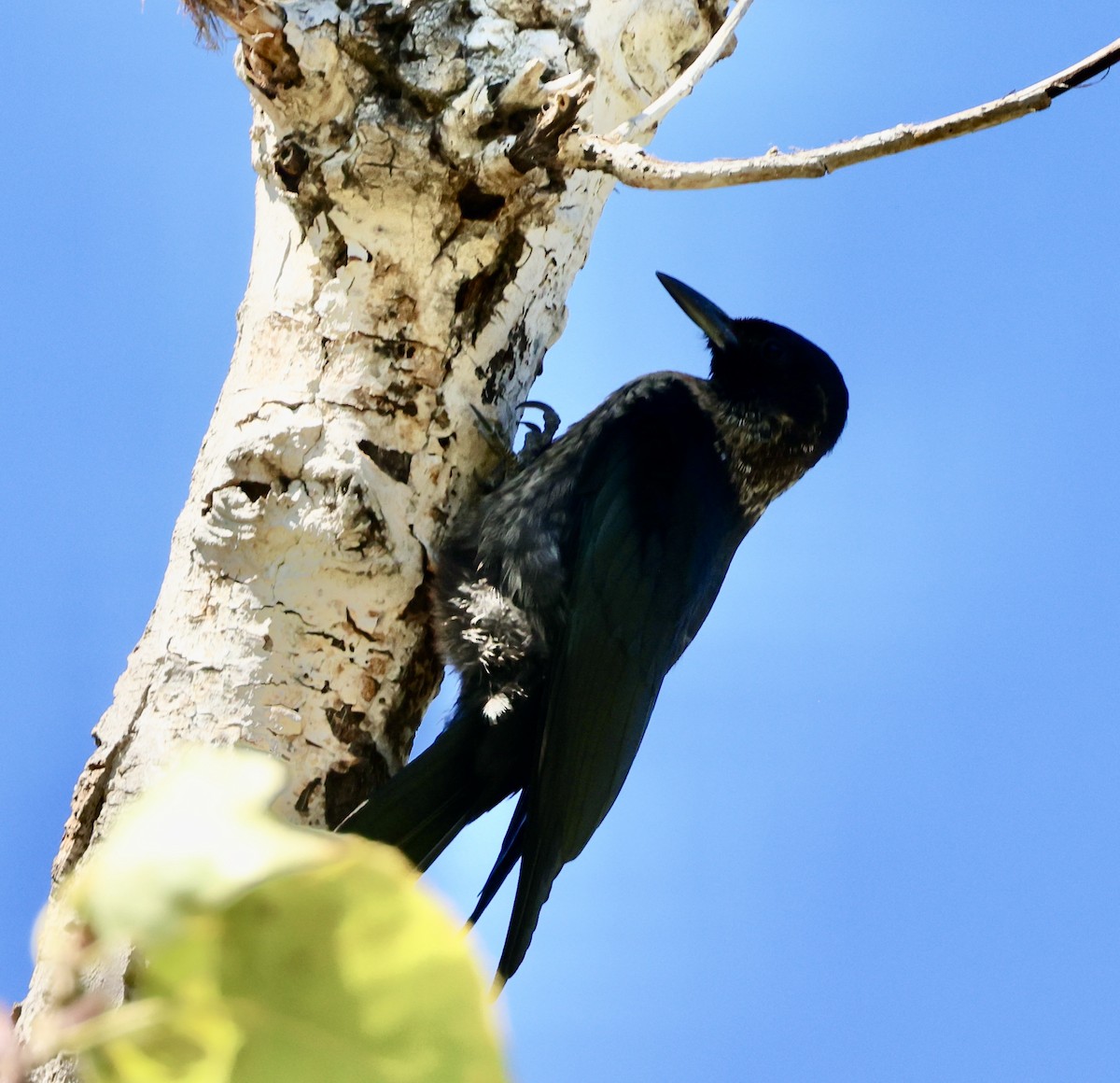 Lewis's Woodpecker - ML642781092