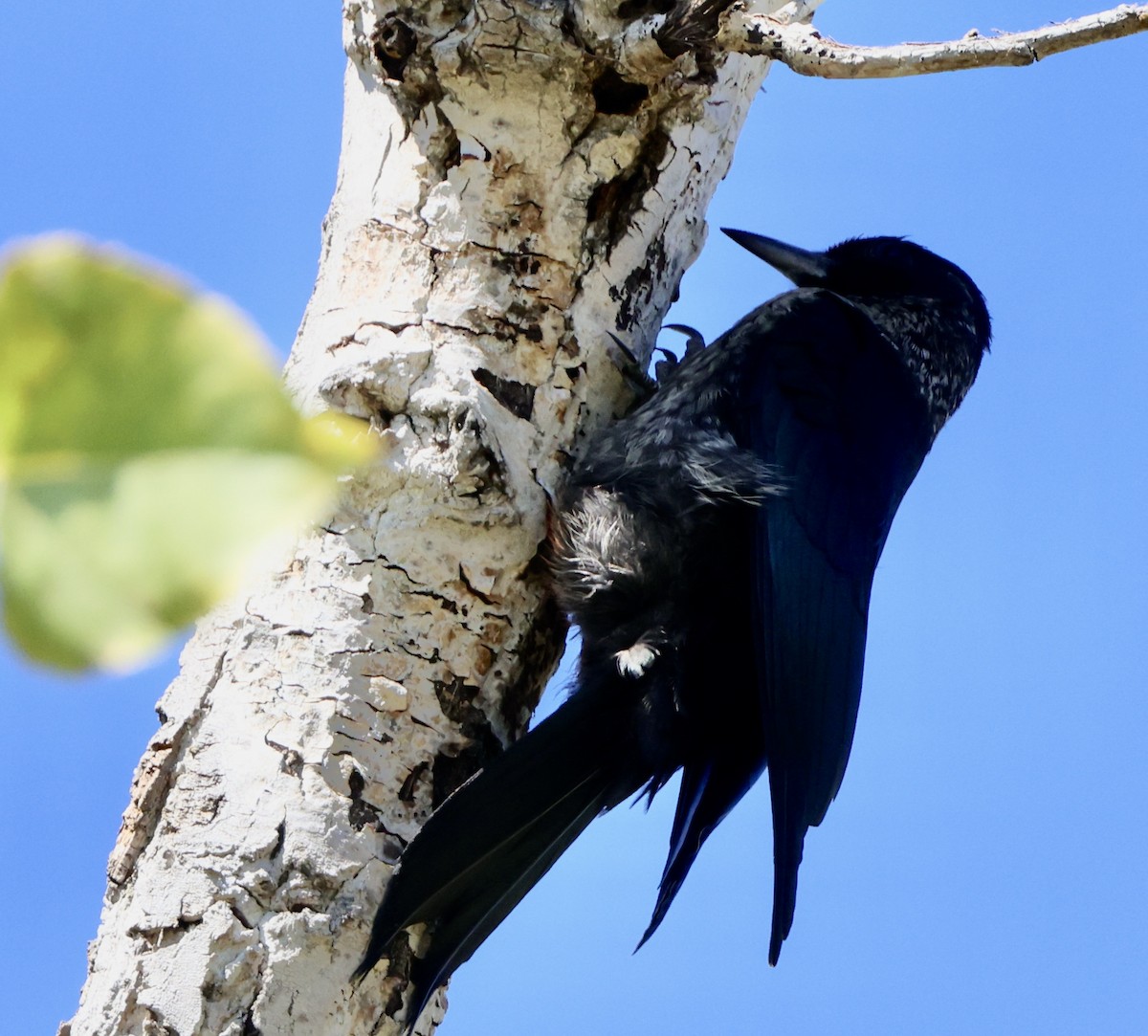 Lewis's Woodpecker - ML642781093