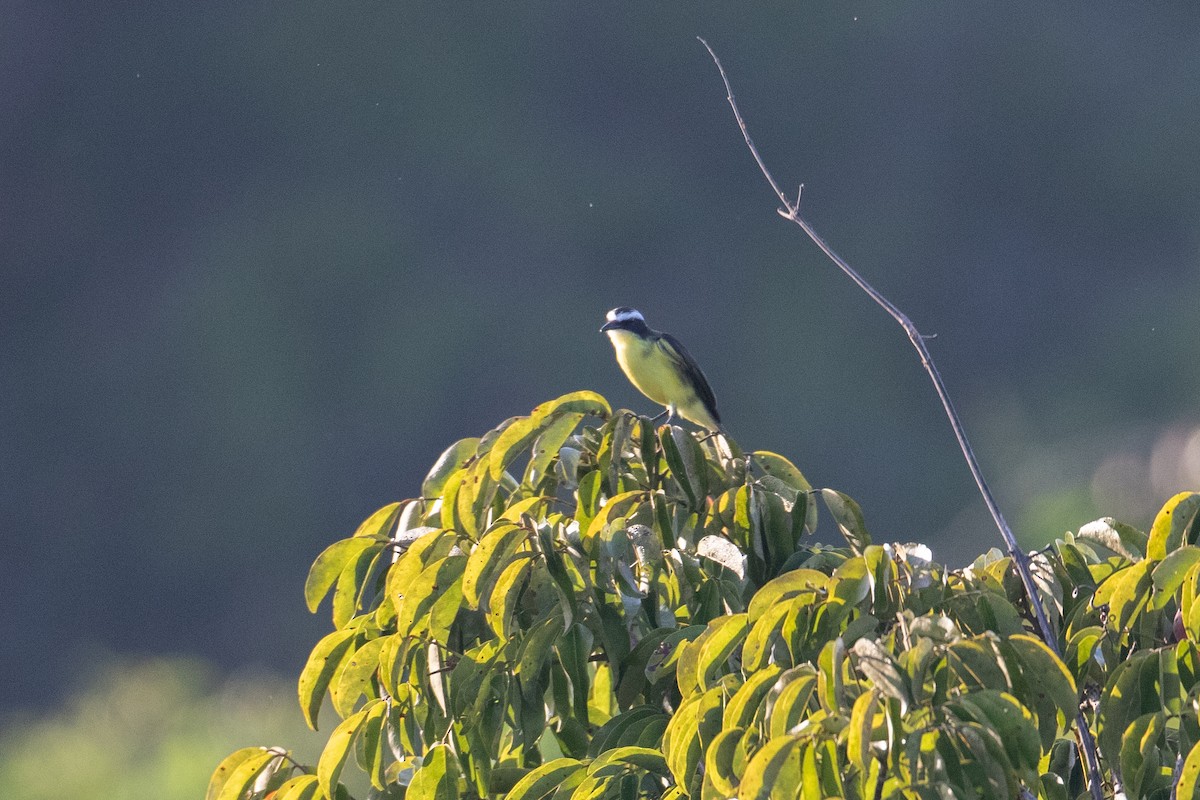 Yellow-throated Flycatcher - ML642781121