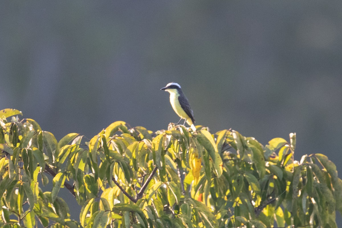 Yellow-throated Flycatcher - ML642781122