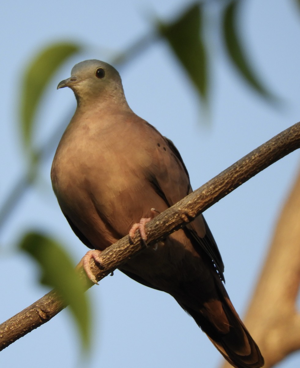 Ruddy Ground Dove - ML642781124