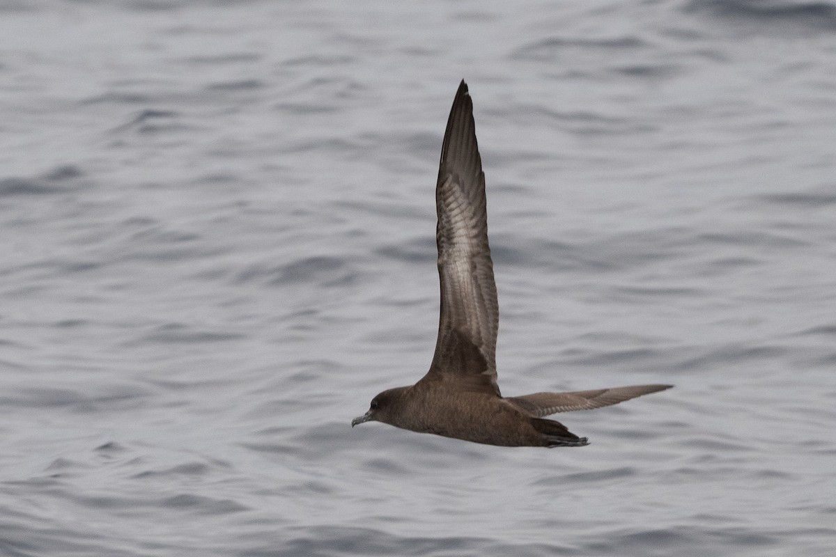 Sooty Shearwater - ML642781136