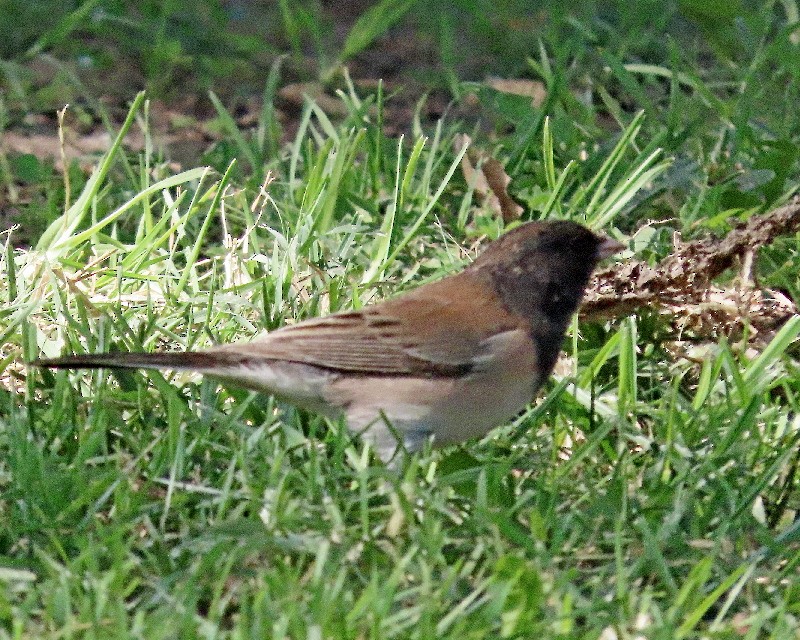 Dark-eyed Junco (Oregon) - ML642781165