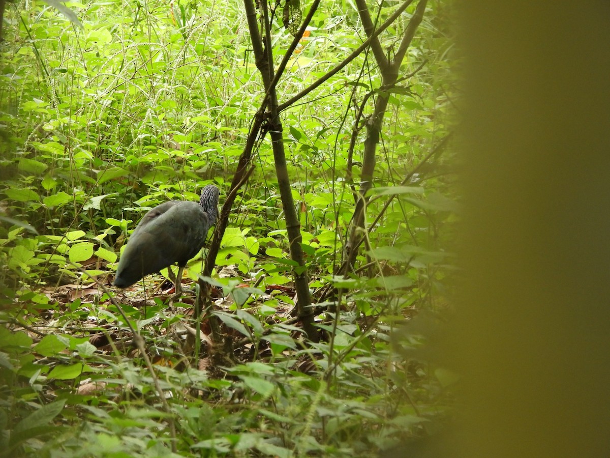 Green Ibis - ML642781175