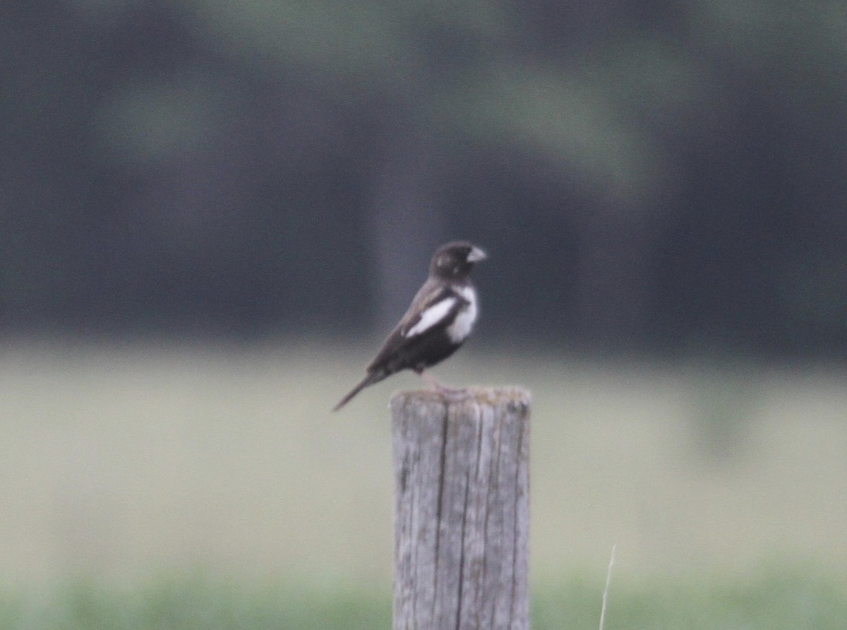 Lark Bunting - ML642781177