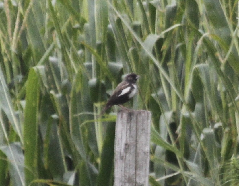 Lark Bunting - ML642781178