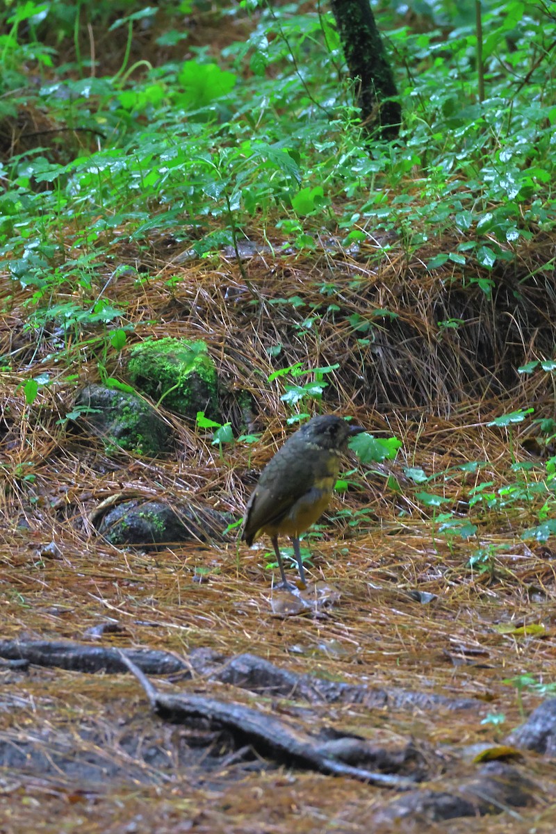 Scaled Antpitta - ML642781197