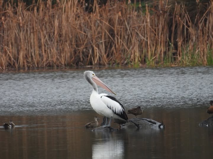 Australian Pelican - ML642781201