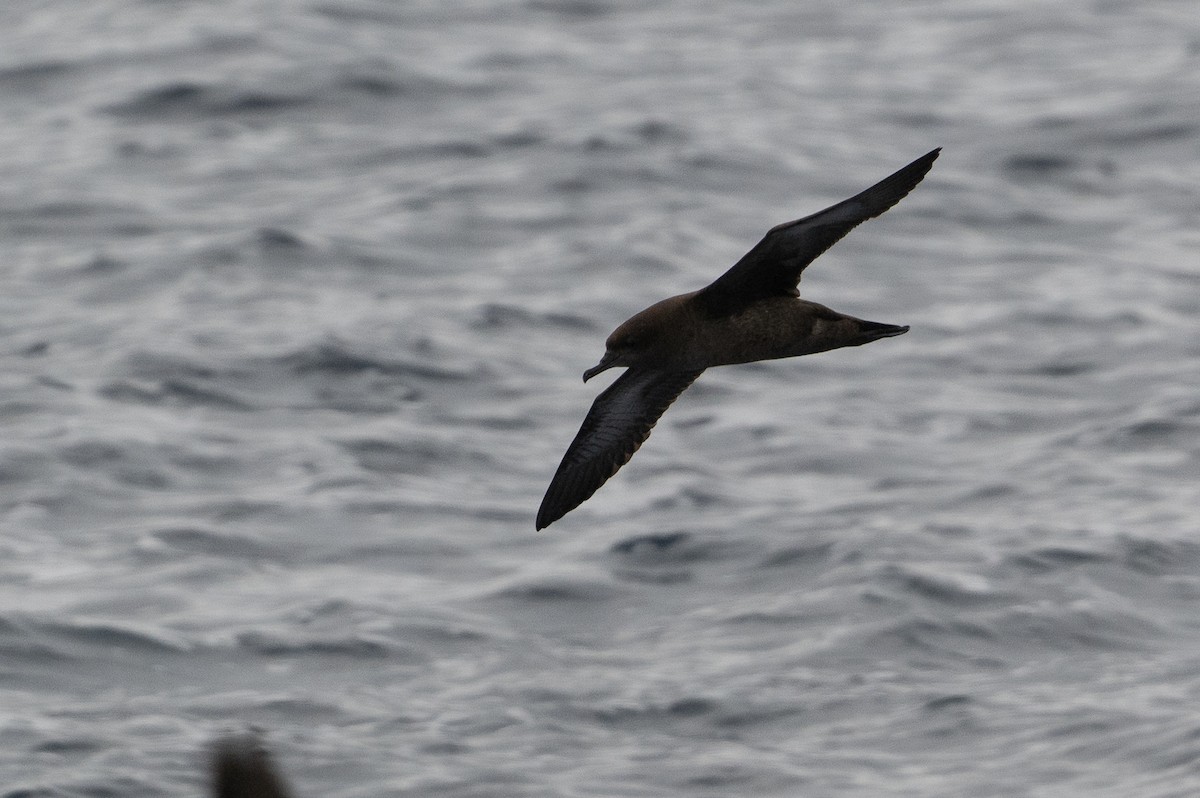 Sooty Shearwater - ML642781203