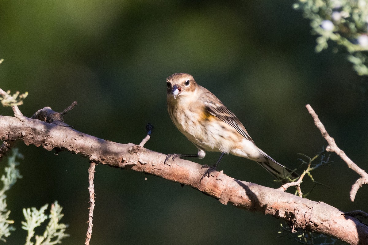 Yellow-rumped Warbler (Myrtle) - ML642781247