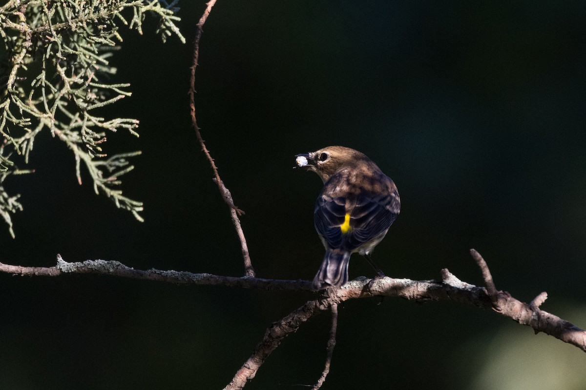 Yellow-rumped Warbler (Myrtle) - ML642781248