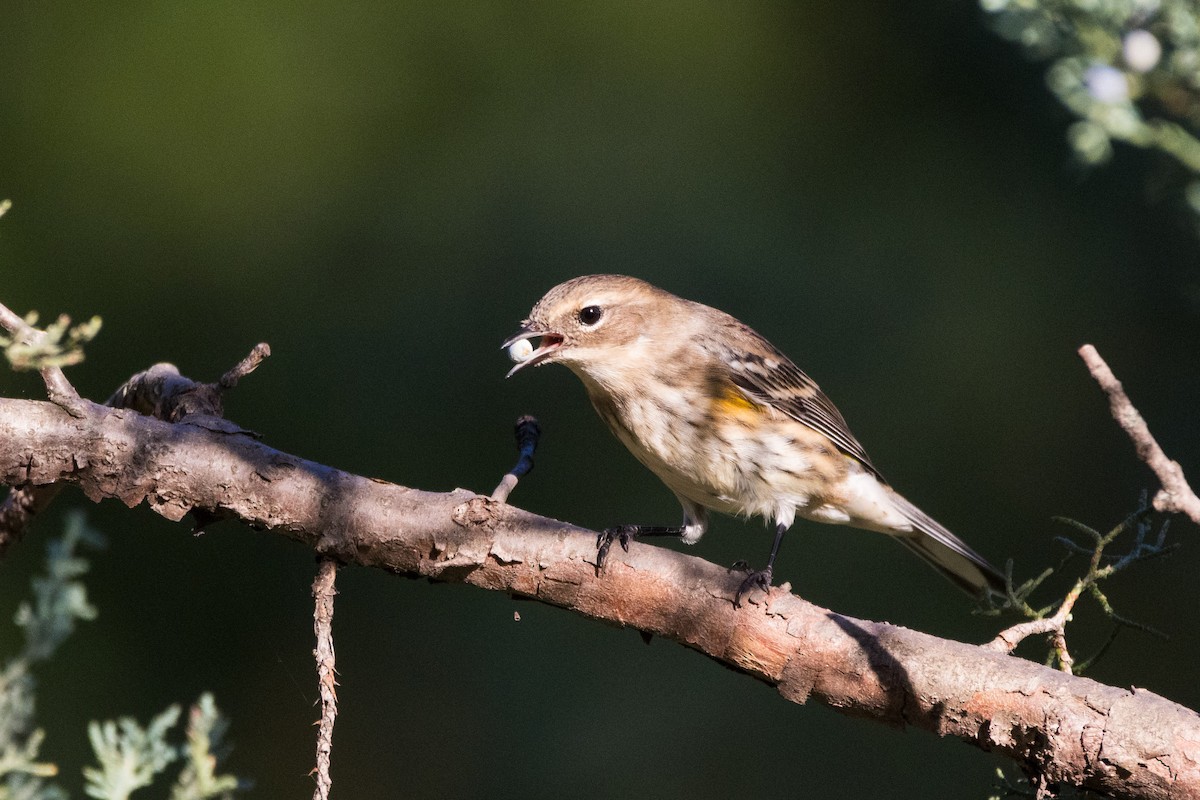 Yellow-rumped Warbler (Myrtle) - ML642781251