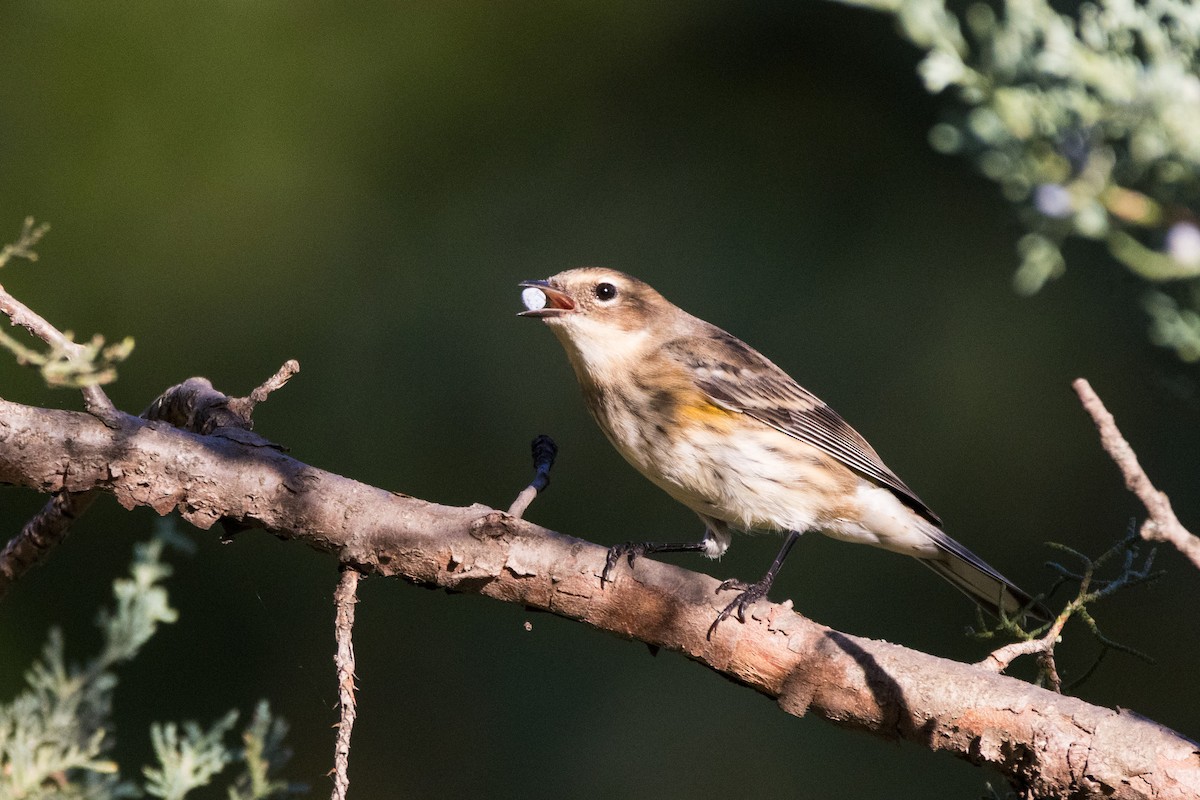 Yellow-rumped Warbler (Myrtle) - ML642781253
