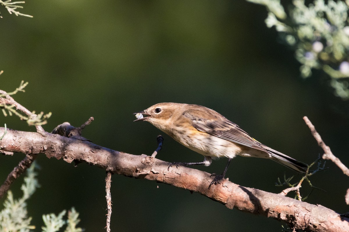Yellow-rumped Warbler (Myrtle) - ML642781256