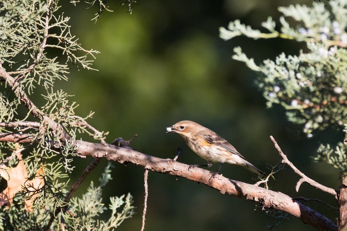 Yellow-rumped Warbler (Myrtle) - ML642781258
