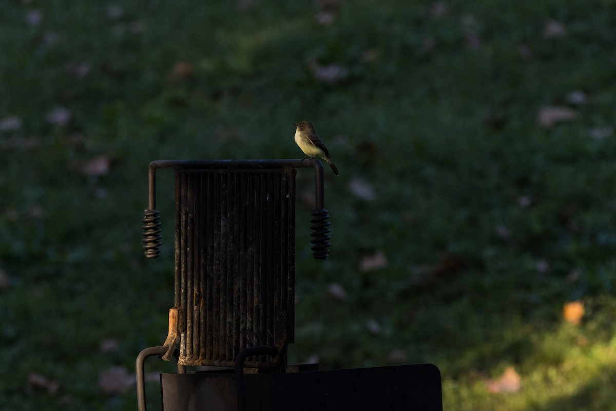 Eastern Phoebe - ML642781264