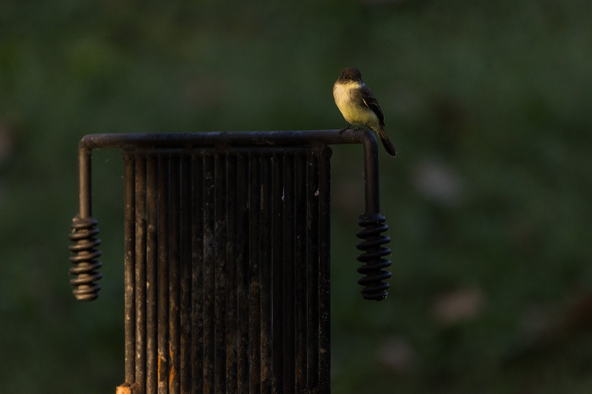 Eastern Phoebe - ML642781265
