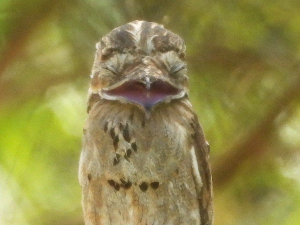 Common Potoo - ML642781266