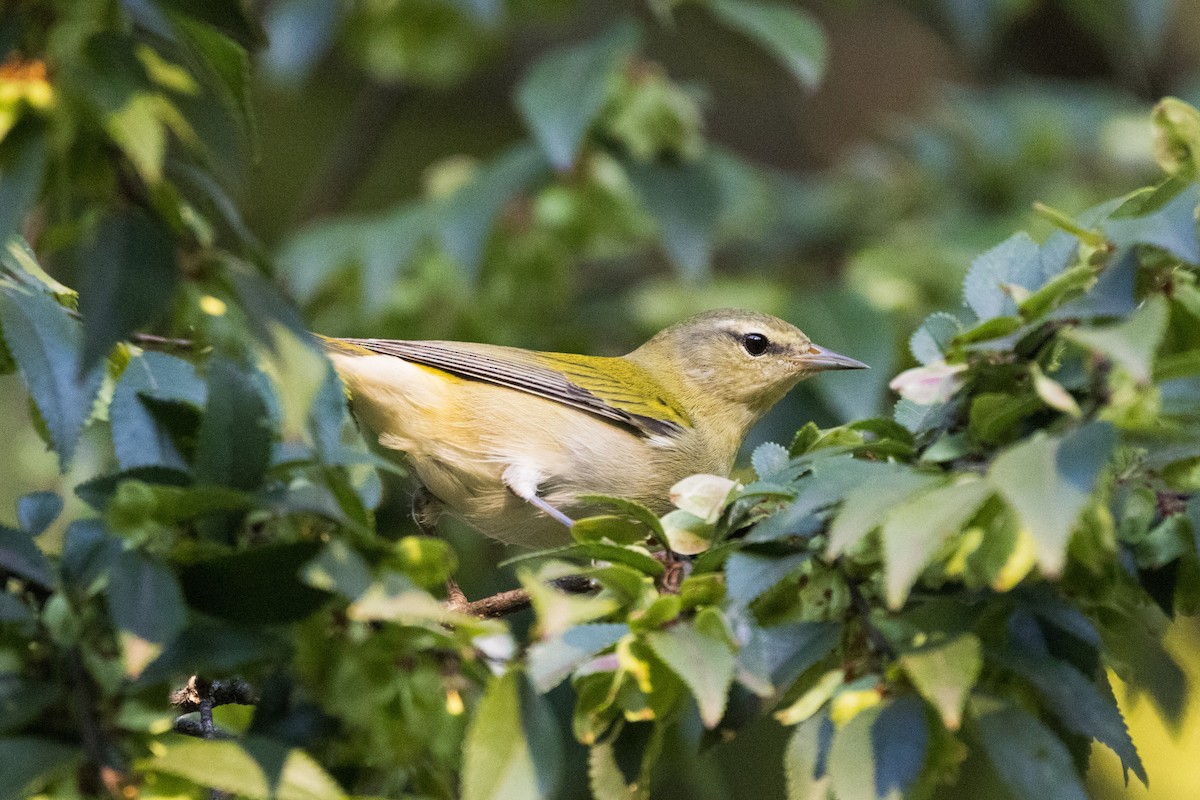 Tennessee Warbler - ML642781270