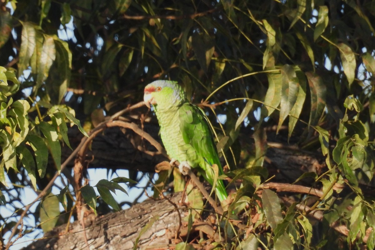 Lilac-crowned Amazon - ML642781274