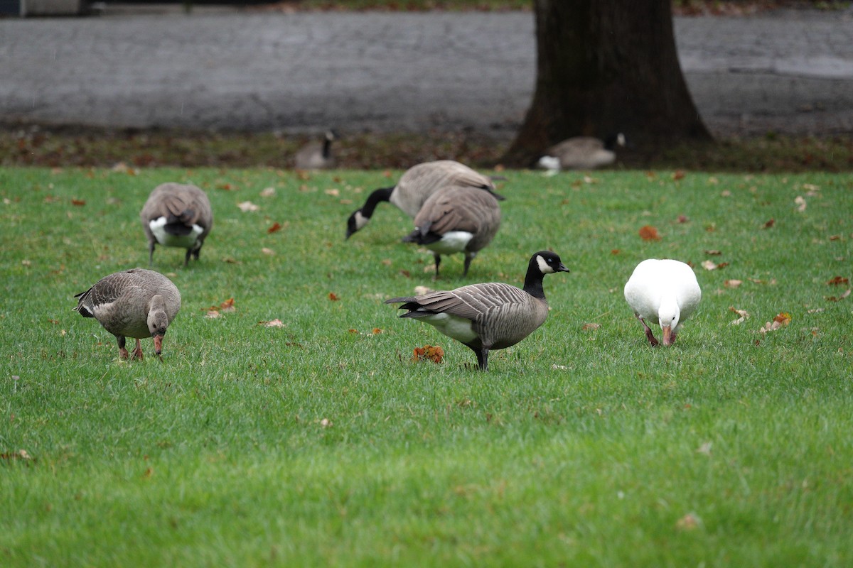 Cackling Goose (minima) - ML642781278