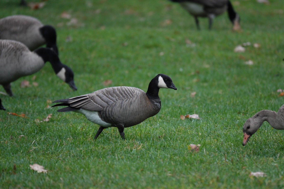 Cackling Goose (minima) - ML642781279