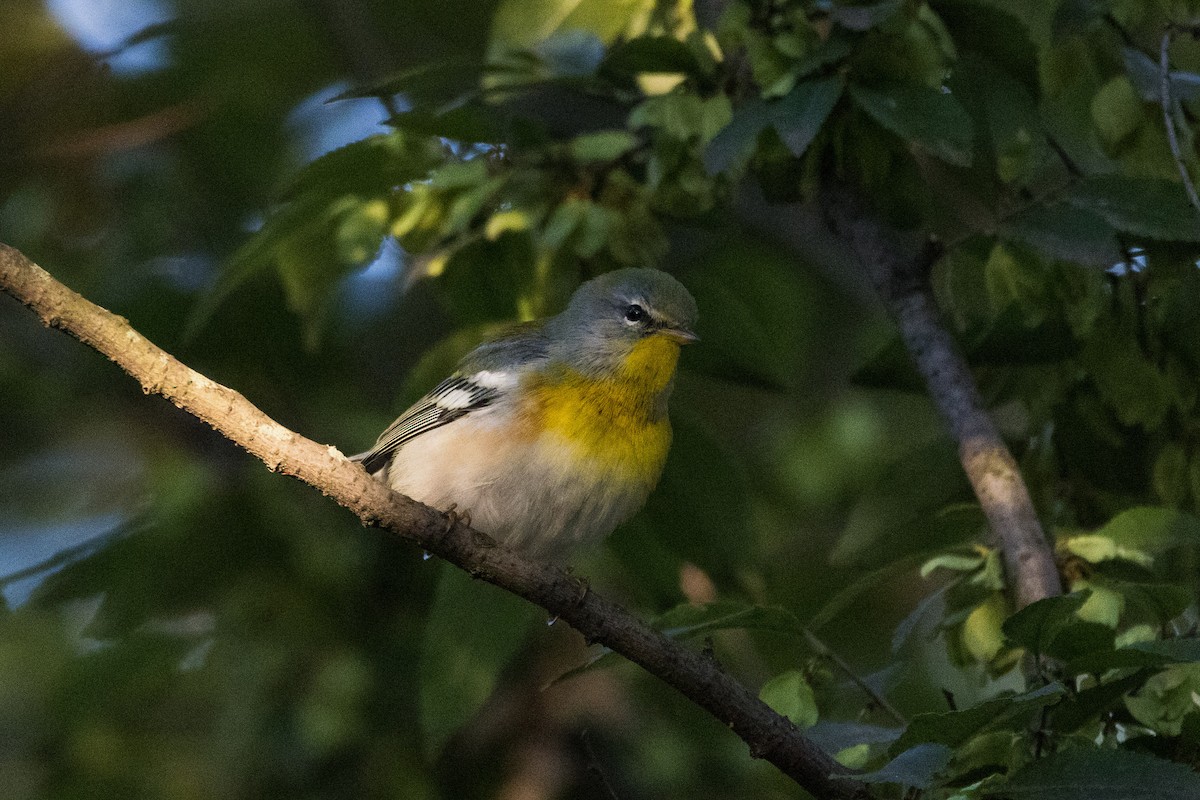 Northern Parula - ML642781280