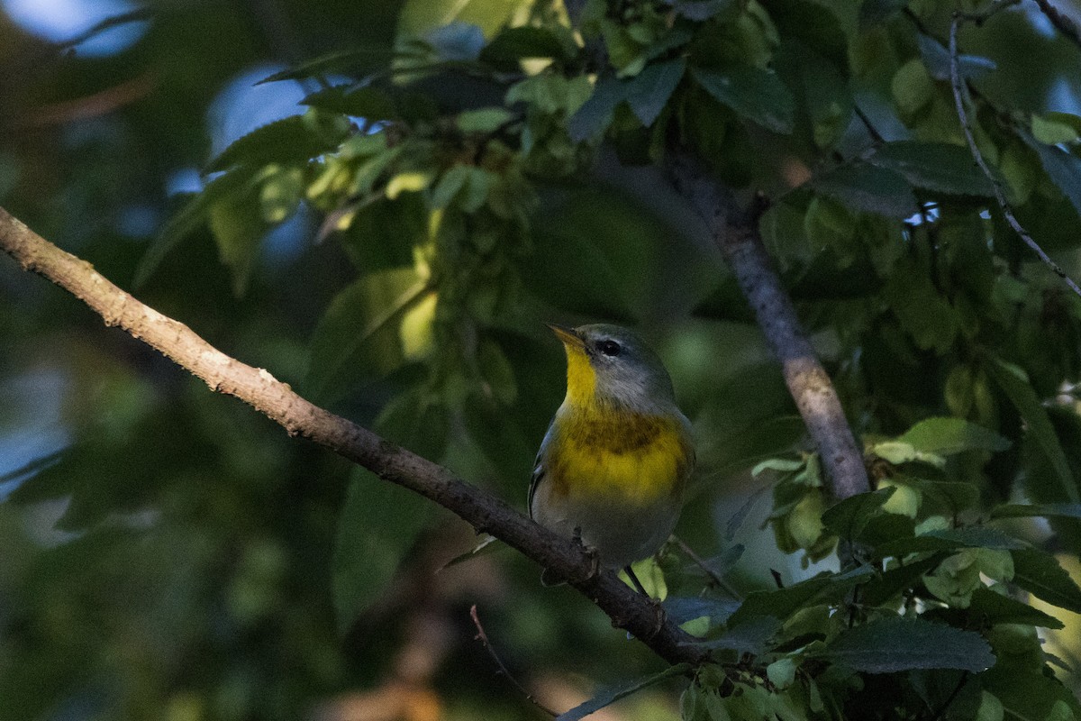 Northern Parula - ML642781281