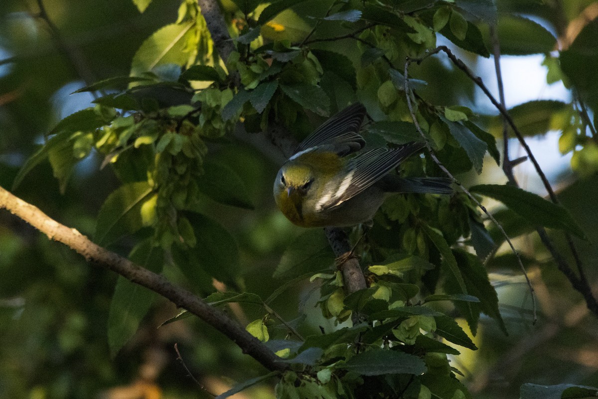 Northern Parula - ML642781282