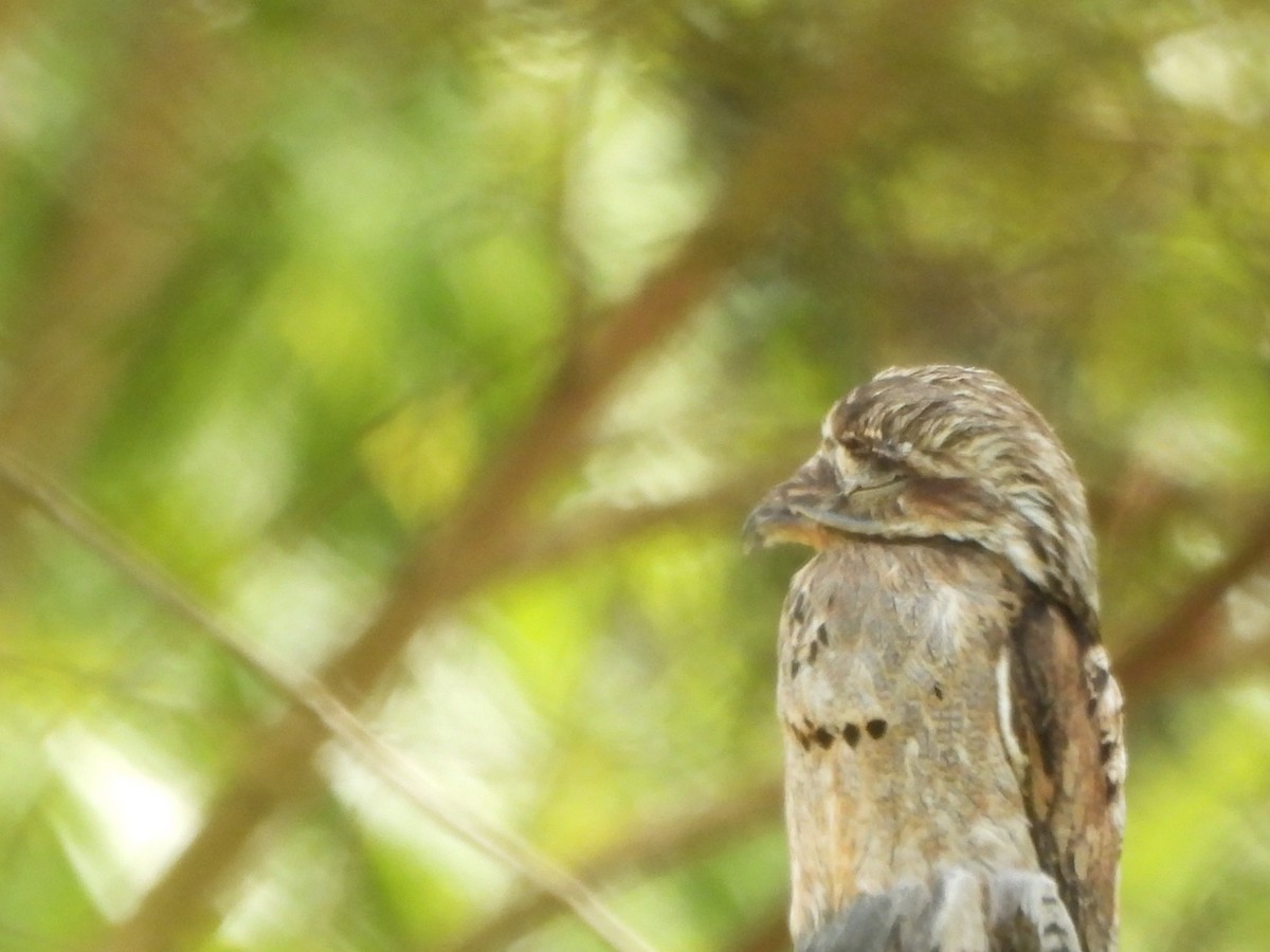 Common Potoo - ML642781302