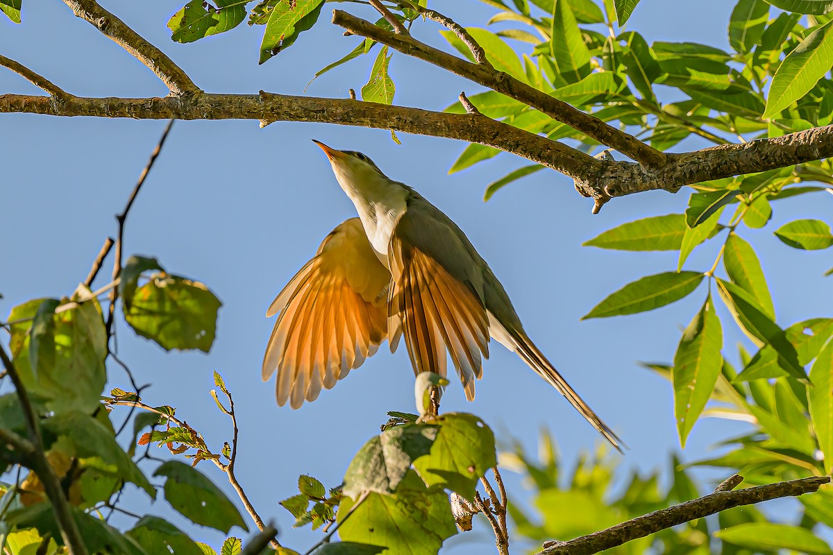 Yellow-billed Cuckoo - ML642781305