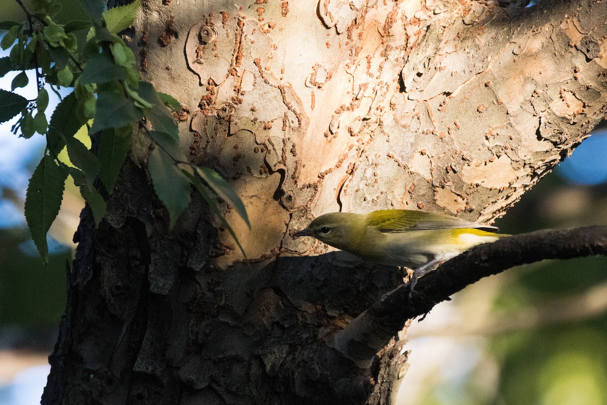 Tennessee Warbler - ML642781306