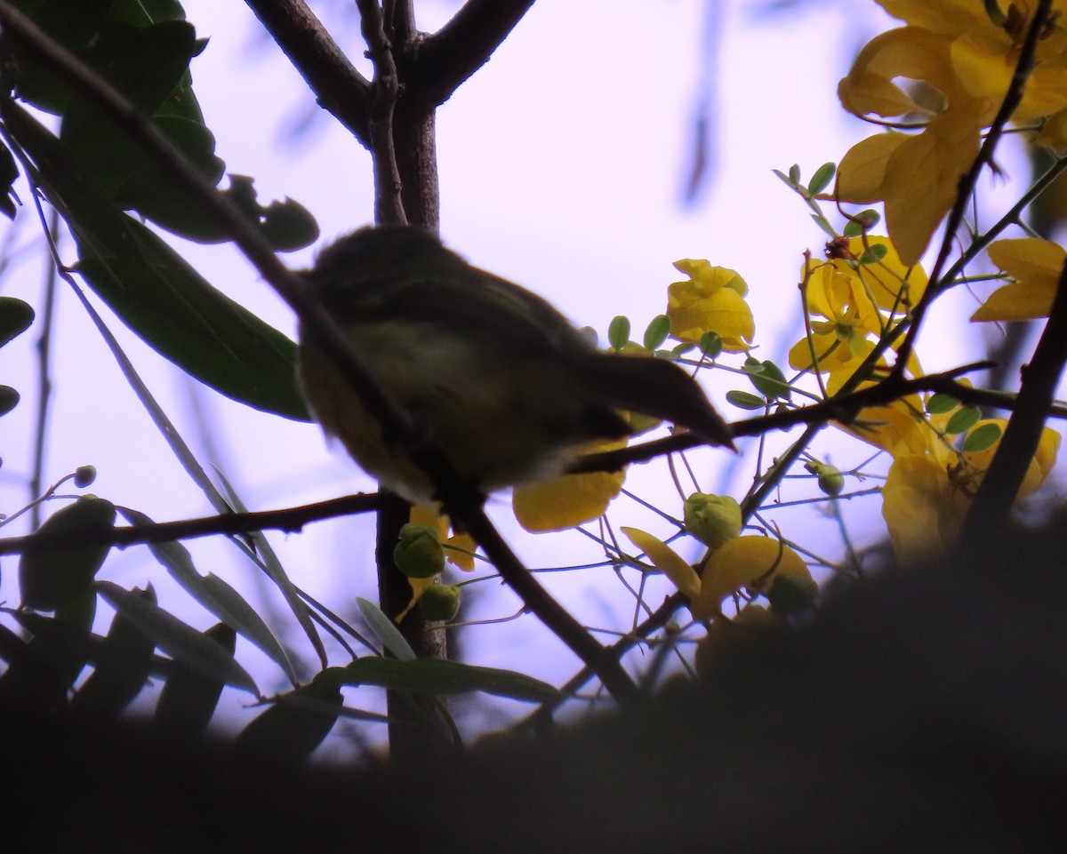 Yellow-olive Flatbill - ML642781317