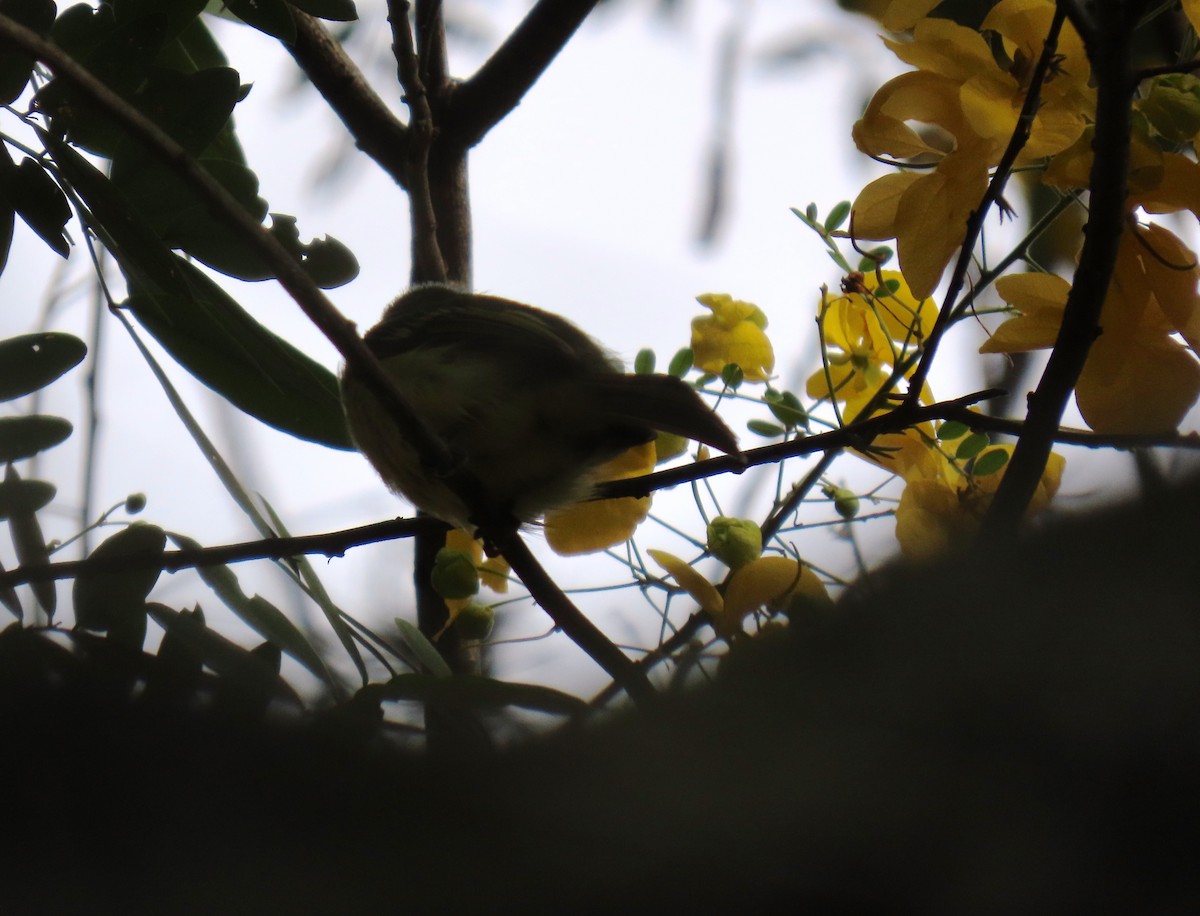 Yellow-olive Flatbill - ML642781318