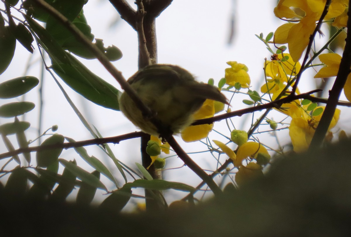 Yellow-olive Flatbill - ML642781319