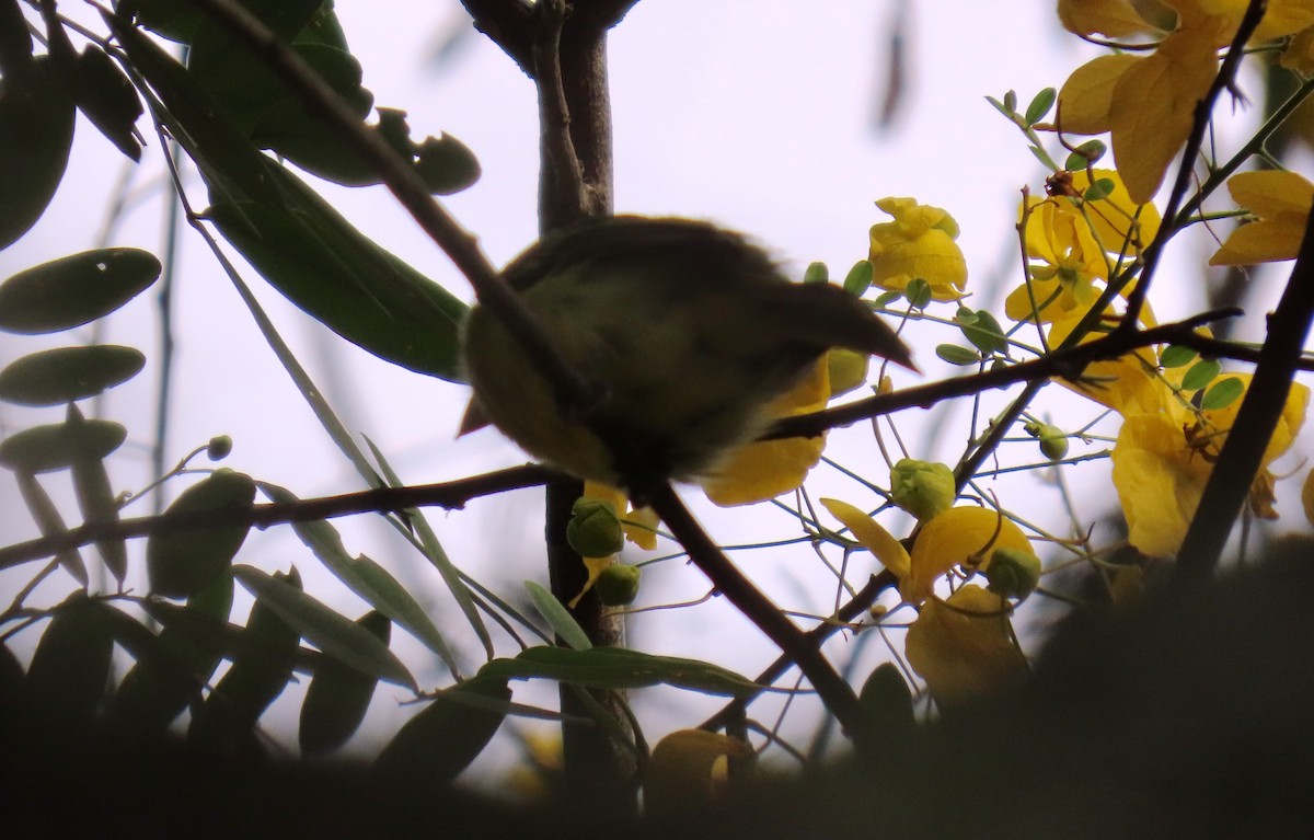 Yellow-olive Flatbill - ML642781320