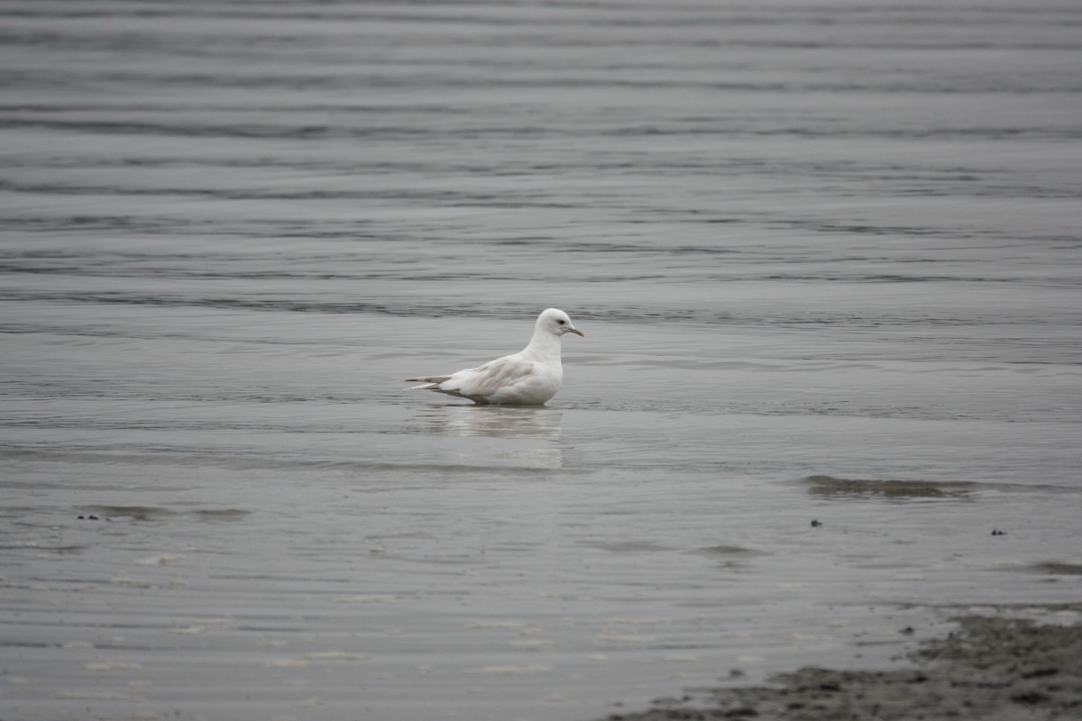 Short-billed Gull - ML642781343