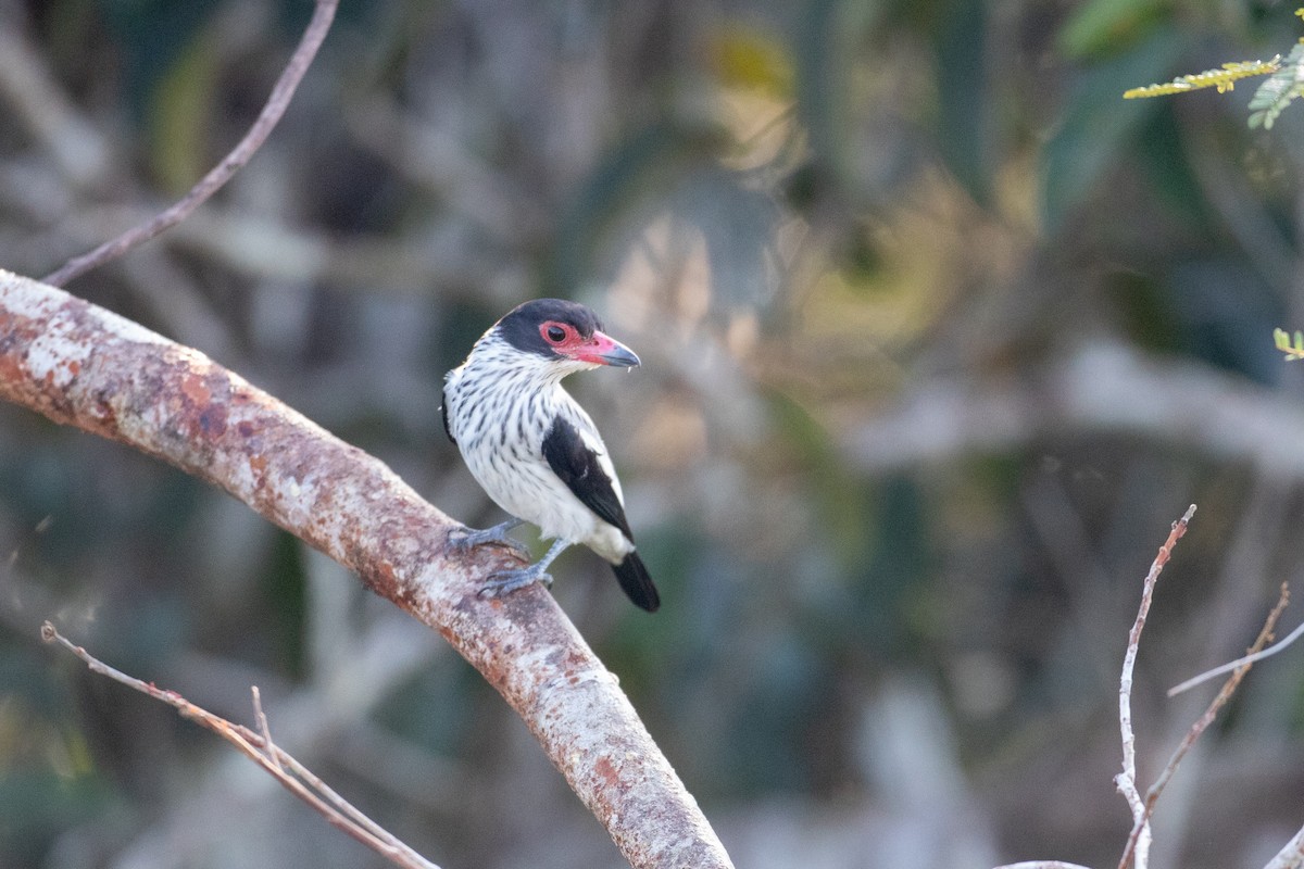 Black-tailed Tityra - ML642781359