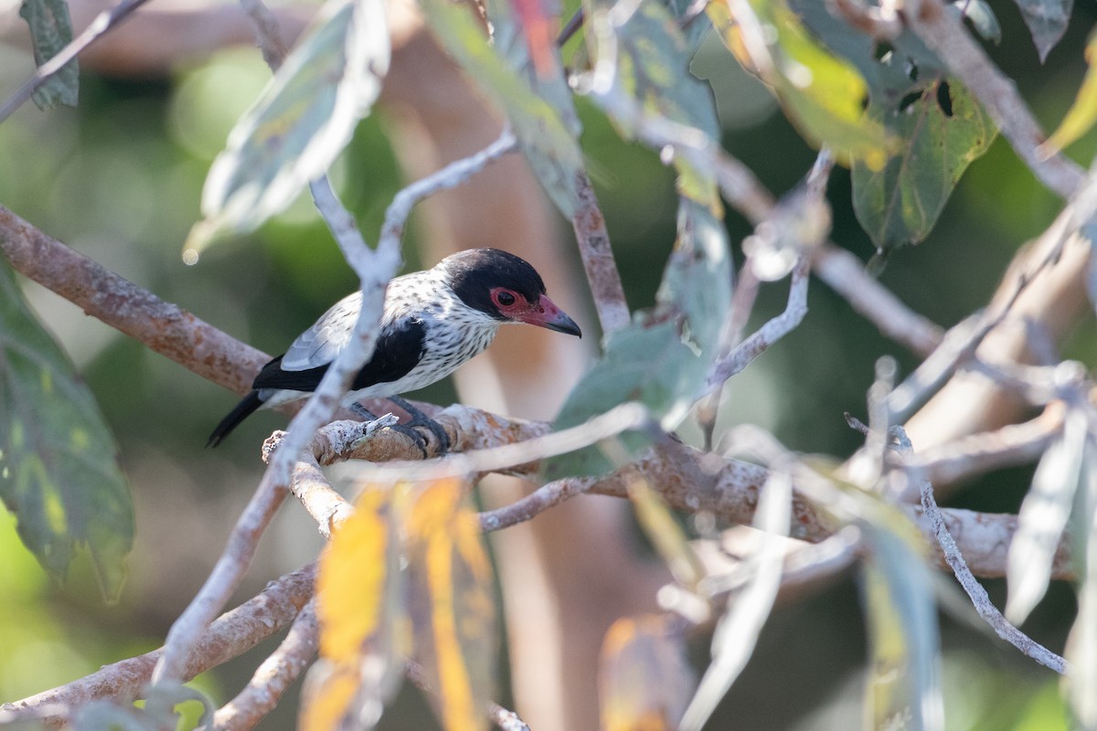 Black-tailed Tityra - ML642781360