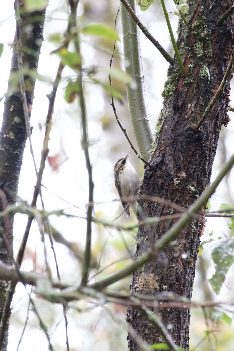 Brown Creeper - ML642781368