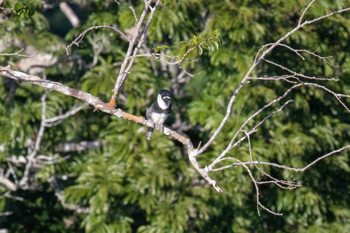 Guianan Puffbird - ML642781384