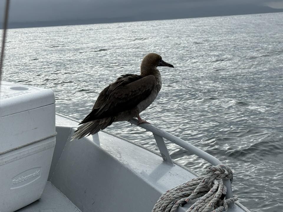 Red-footed Booby - ML642781390