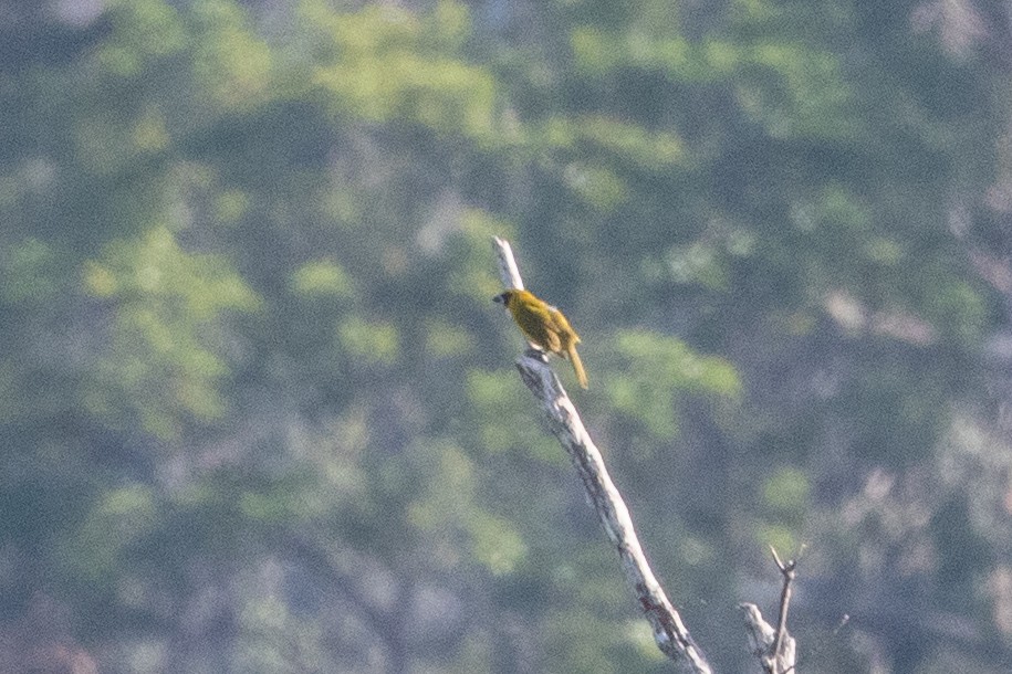 Yellow-green Grosbeak - ML642781392