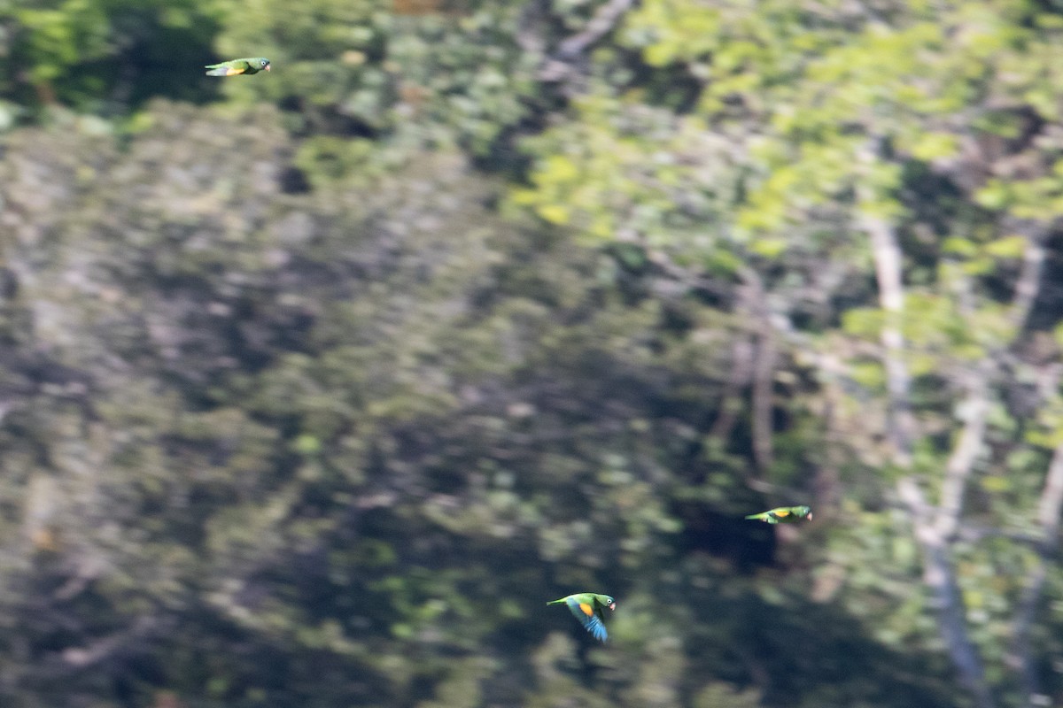 Golden-winged Parakeet - ML642781408