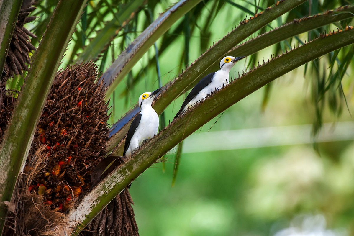 White Woodpecker - ML64278141