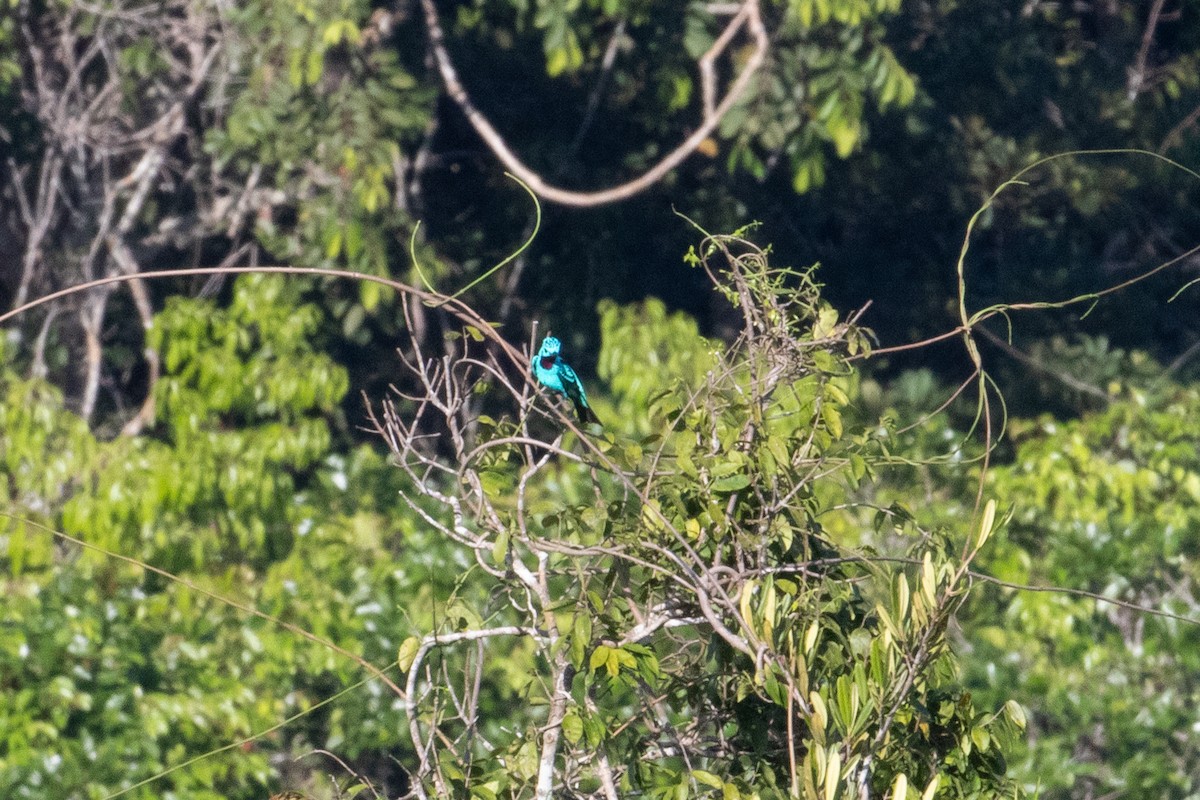 Spangled Cotinga - ML642781448